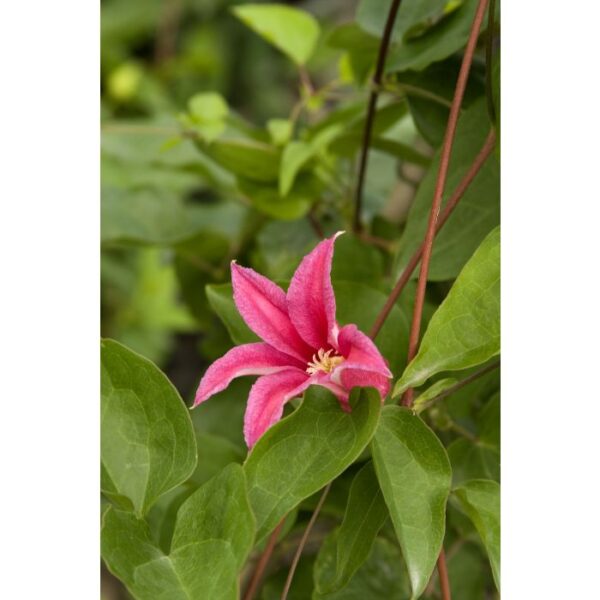 Clematis, Princess Diana