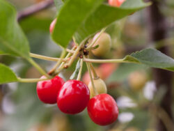 Cherry, First Editions® Sweet Cherry Pie