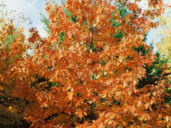 Oak, Northern Red