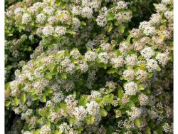 Ninebark, Raspberry Lemonade™