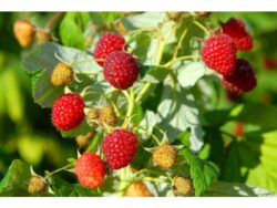 Raspberry, Rubus Heritage