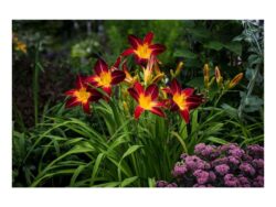 Daylily, Ruby Spider