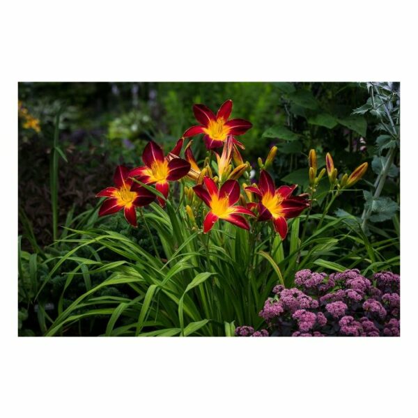 Daylily, Ruby Spider