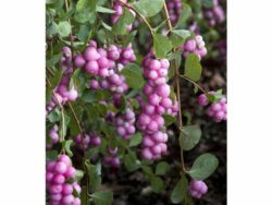 Snowberry, Scarlet Pearl