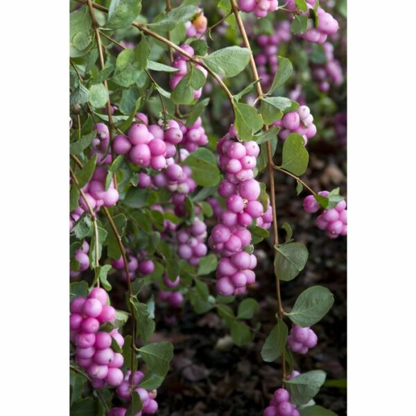 Snowberry, Scarlet Pearl