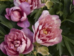 Peony, Itoh Keiko™ (Adored)