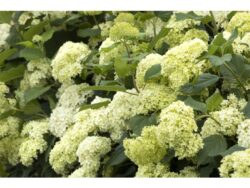 Hydrangea, Seaside Serenade® Bar Harbor