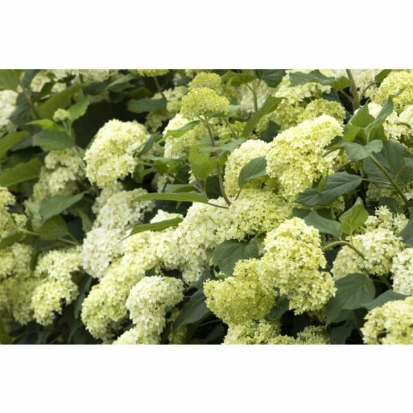 Hydrangea, Seaside Serenade® Bar Harbor