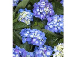 Hydrangea, Seaside Serenade® Cape Cod