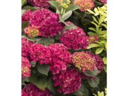 Hydrangea, Seaside Serenade® Cape Hatteras