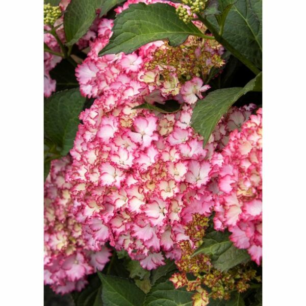 Hydrangea, Seaside Serenade® Fire Island