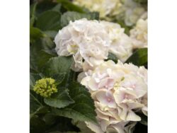 Hydrangea, Seaside Serenade® Cape Lookout