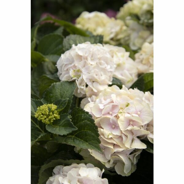 Hydrangea, Seaside Serenade® Cape Lookout