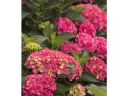 Hydrangea, Seaside Serenade® Martha's Vineyard