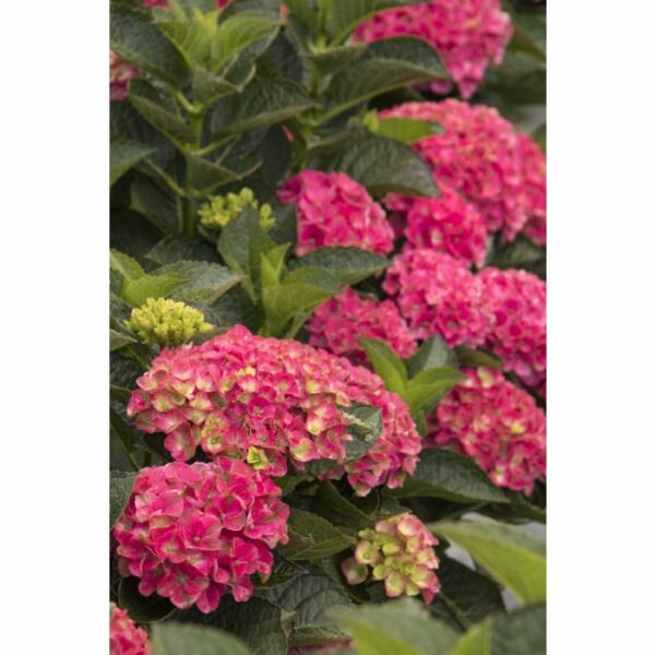 Hydrangea, Seaside Serenade® Martha's Vineyard