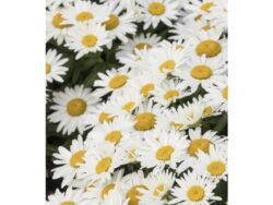 Daisy, Shortstop™ Shasta