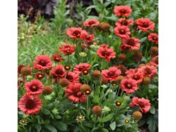 Blanket Flower, Spintop Red
