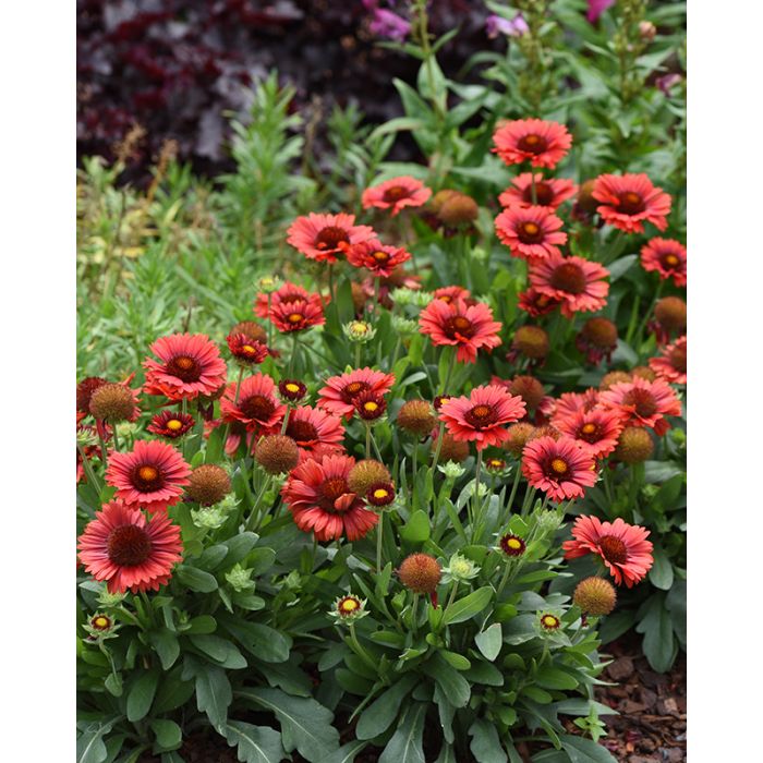 Blanket Flower, Spintop Red - A+ Garden Center | Duluth, Minnesota | Plants, Trees, Shrubs, Flowers, Perennials