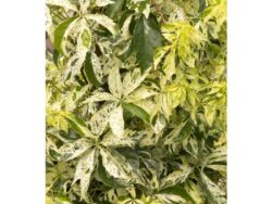 Virginia Creeper, Star Showers®