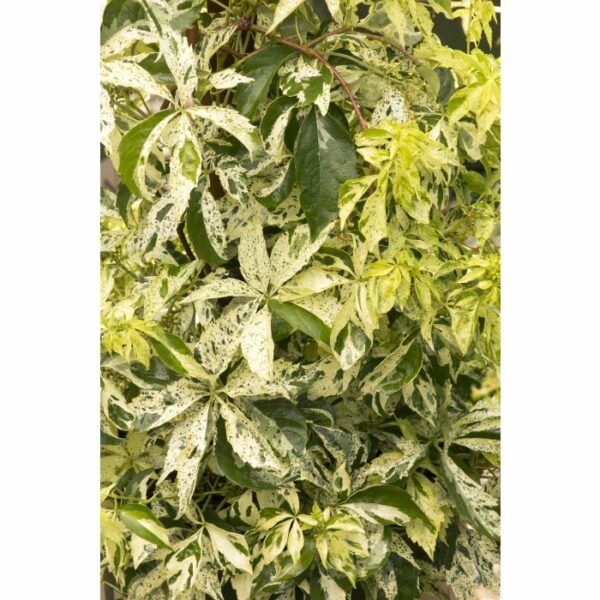 Virginia Creeper, Star Showers®