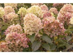 Hydrangea, Strawberry Shake™