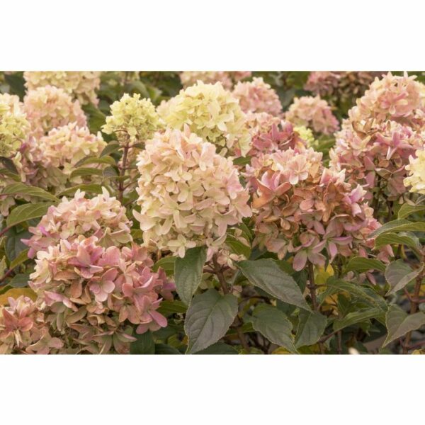Hydrangea, Strawberry Shake™