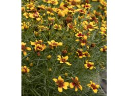 Coreopsis, Sunstar™ Orange