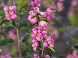 Coralberry, First Editions® Candy™