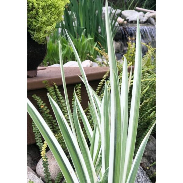 Iris, Variegated Japanese Water - A+ Garden Center | Duluth