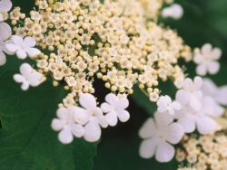 Cranberry Bush, Wentworth