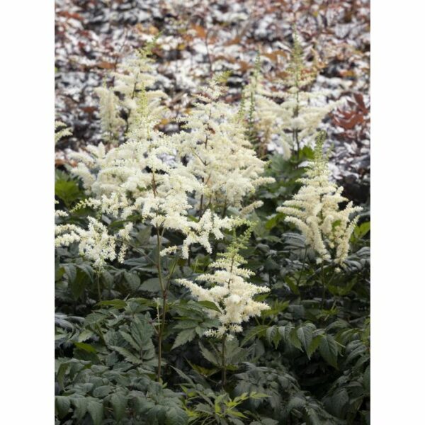 Astible, Visions in White