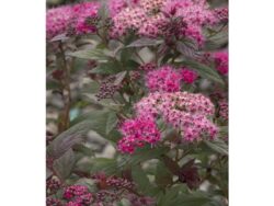 Spirea, Walberton's® Plumtastic