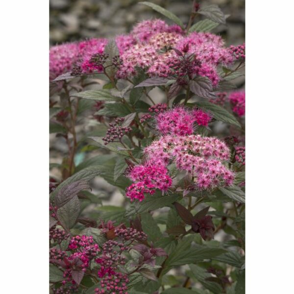 Spirea, Walberton's® Plumtastic