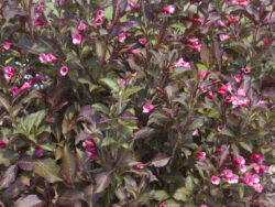 Weigela, Wine & Roses®