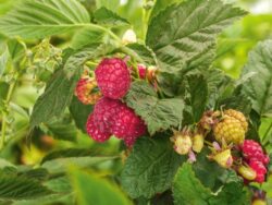 Raspberry, Willamette