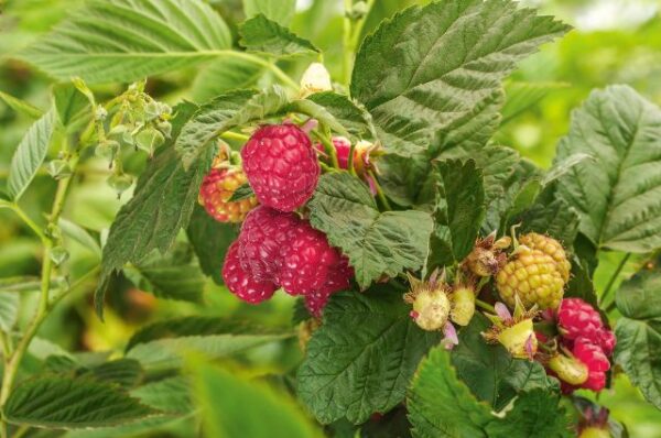 Raspberry, Willamette