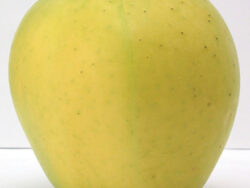 Apple, Yellow Transparent