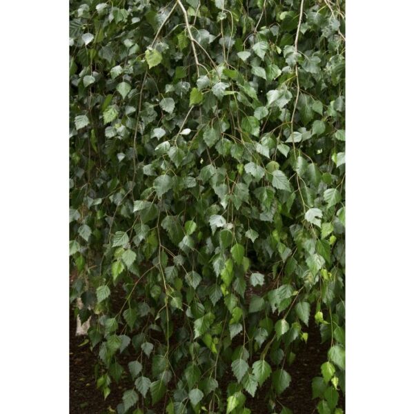 Birch, Weeping Young's - Image 2