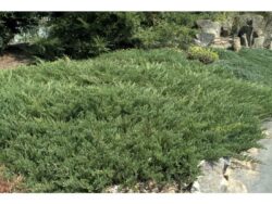 Juniper,  Youngstown Andorra