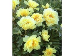 Peony, Itoh Yumi™ (Beauty)