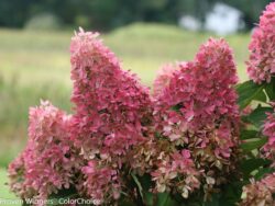 Hydrangea, Zinfin Doll® Panicle