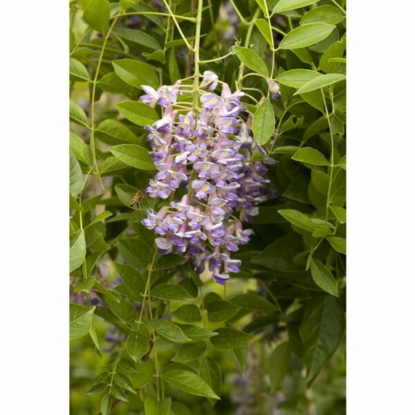 Wisteria, Blue Moon Kentucky