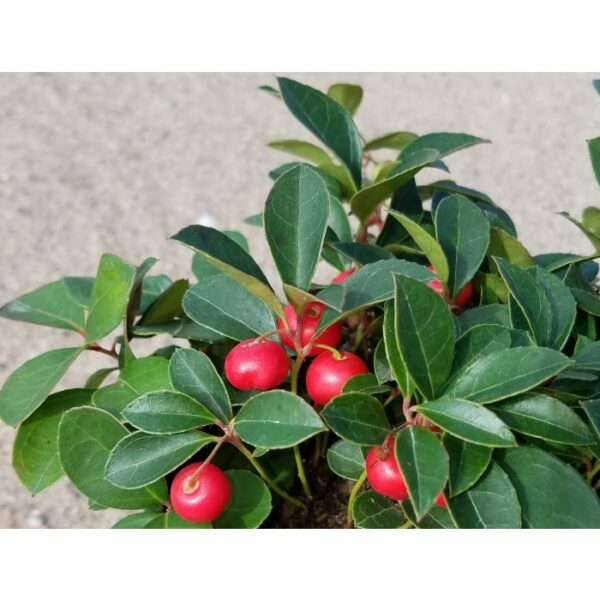 Wintergreen, Cherry Berries™