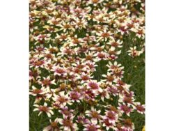 Coreopsis, Sunstar™ Rose