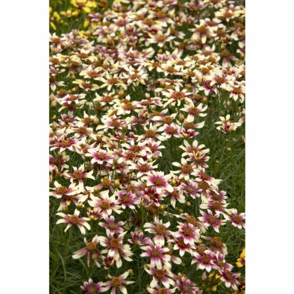 Coreopsis, Sunstar™ Rose
