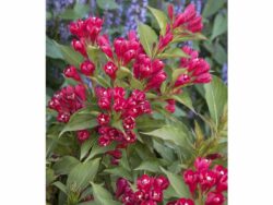 Weigela, Crimson Kisses®