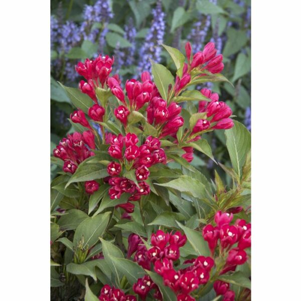 Weigela, Crimson Kisses®