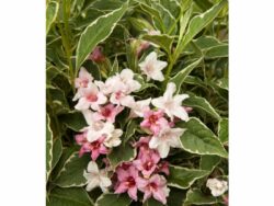 Weigela, Magical® Fantasy