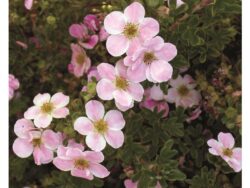 Potentilla, Pink Beauty