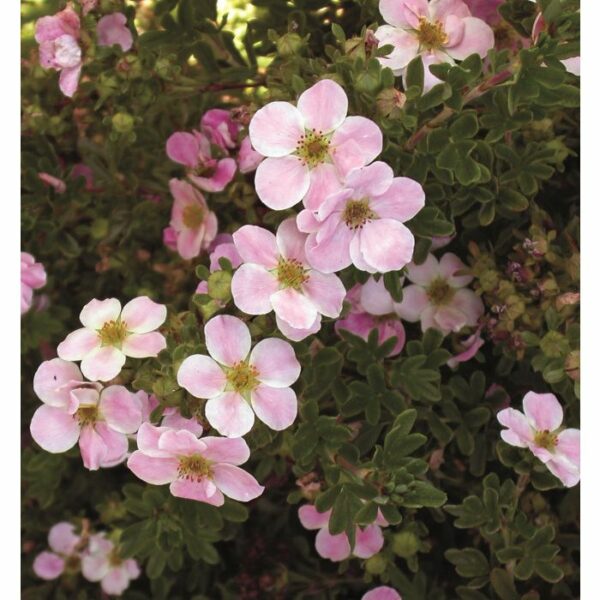 Potentilla, Pink Beauty